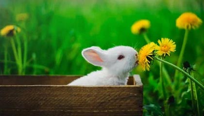 开云体育下载-开云APP——开启智慧生活的新入口